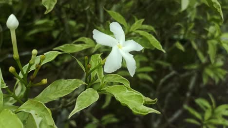 close up of white flowers and green leaves