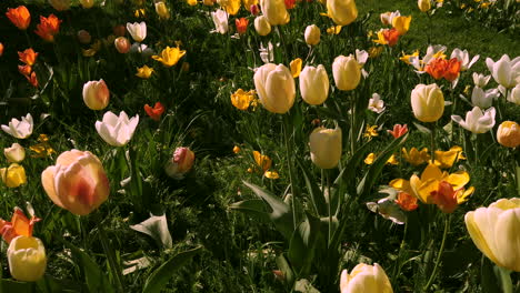 Campo-De-Tulipanes-De-Cerca-Durante-La-Primavera