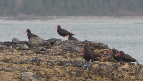 slow motion, medium shot of a group of black oystercatchers sitting on a rock on a british columbia coast