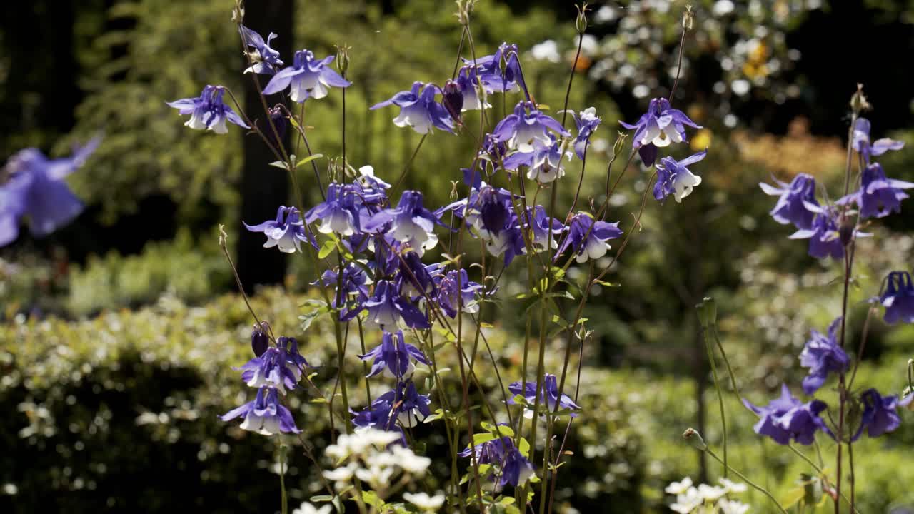 flores silvestres altas y majestuosas azules que se balancean en una brisa ligera con abejorros voladores, primer plano