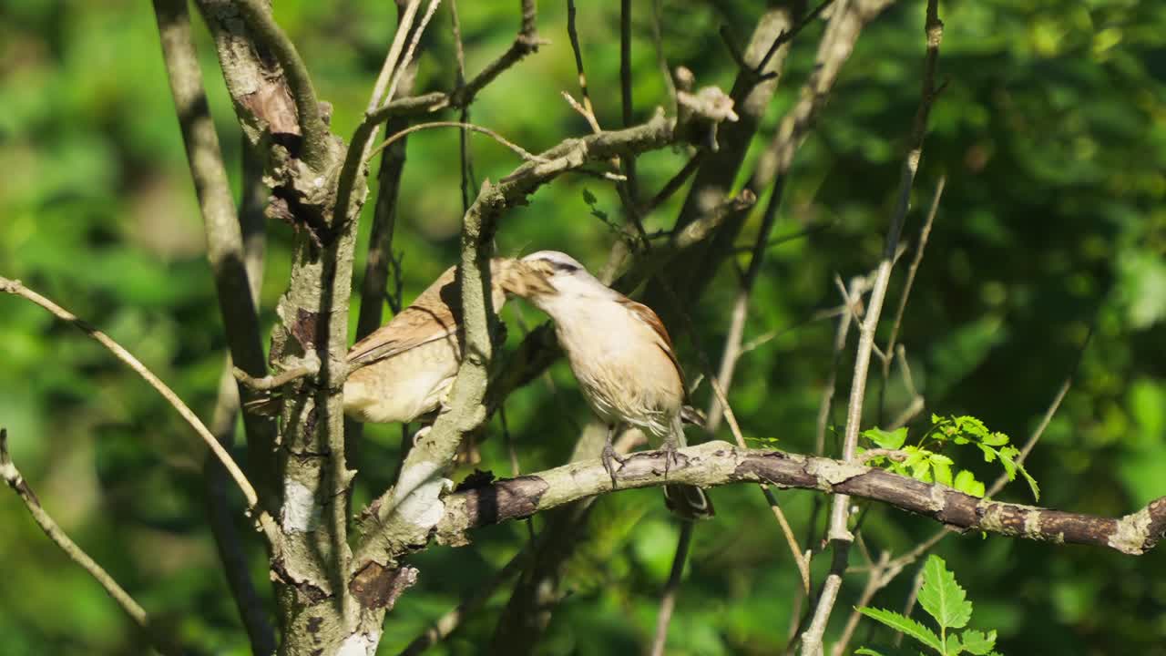 Two birds sit closely on a branch, sharing an insect in a tender moment. Male Red-backed Shrike, Lanius collurio feeding female. Beautiful animal cooperation and nature’s wonders, wildlife and nature