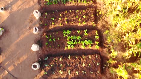 vegetable beds in dzaleka refugee camp, self sustainable living, aerial view