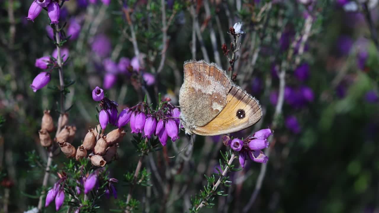 Una farfalla Gatekeeper, conosciuta anche come Hedgebrown, Pyronia tithonus, che si nutre di Erica cinerea (Bell Heather). Highgate Common. Staffordshire. Estate. Regno Unito.