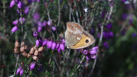 a gatekeeper butterfly, also known as a hedgebrown, pyronia tithonus, feeding on bell heather, erica cinerea. highgate common. staffordshire. summer. uk