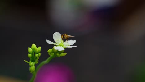 El-Video-Muestra-Una-Mosca-Flotante-Amarilla-Sobre-Las-Flores-De-Venus-Atrapamoscas