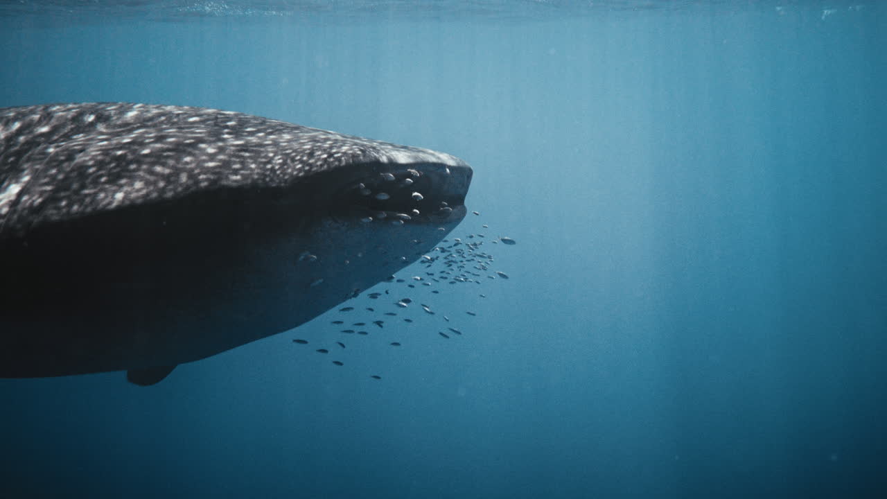 고래 상어 의 넓은 입 을 열고 물고기 가 돌아다니는 느린 동작