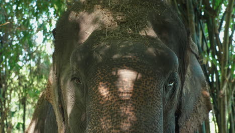 elephant head in a forest