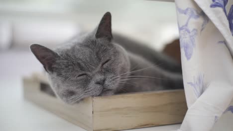 Zoom-In-on-Sleeping-British-Shorthair