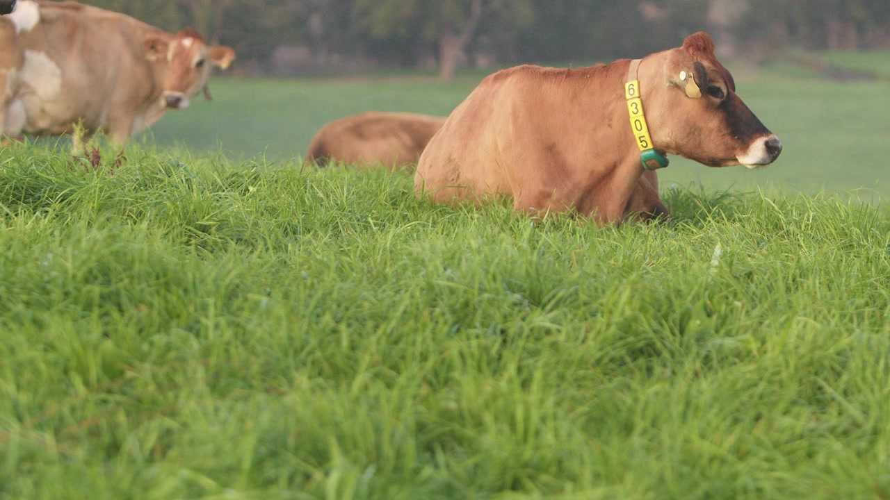 Waktu istirahat sapi perah Jersey di NSW Australia