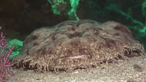 Primer-Plano-De-Tiburón-Wobbegong