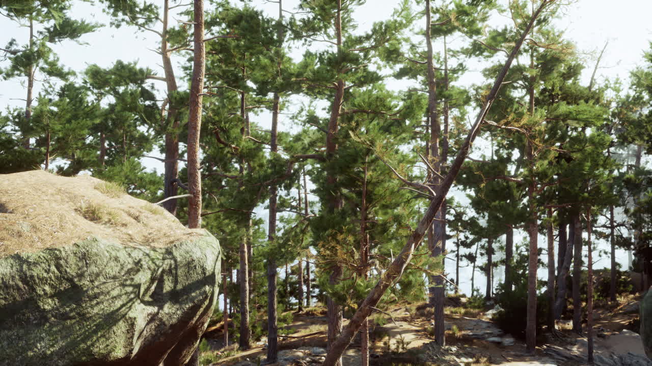 소나무 숲 의 풍경