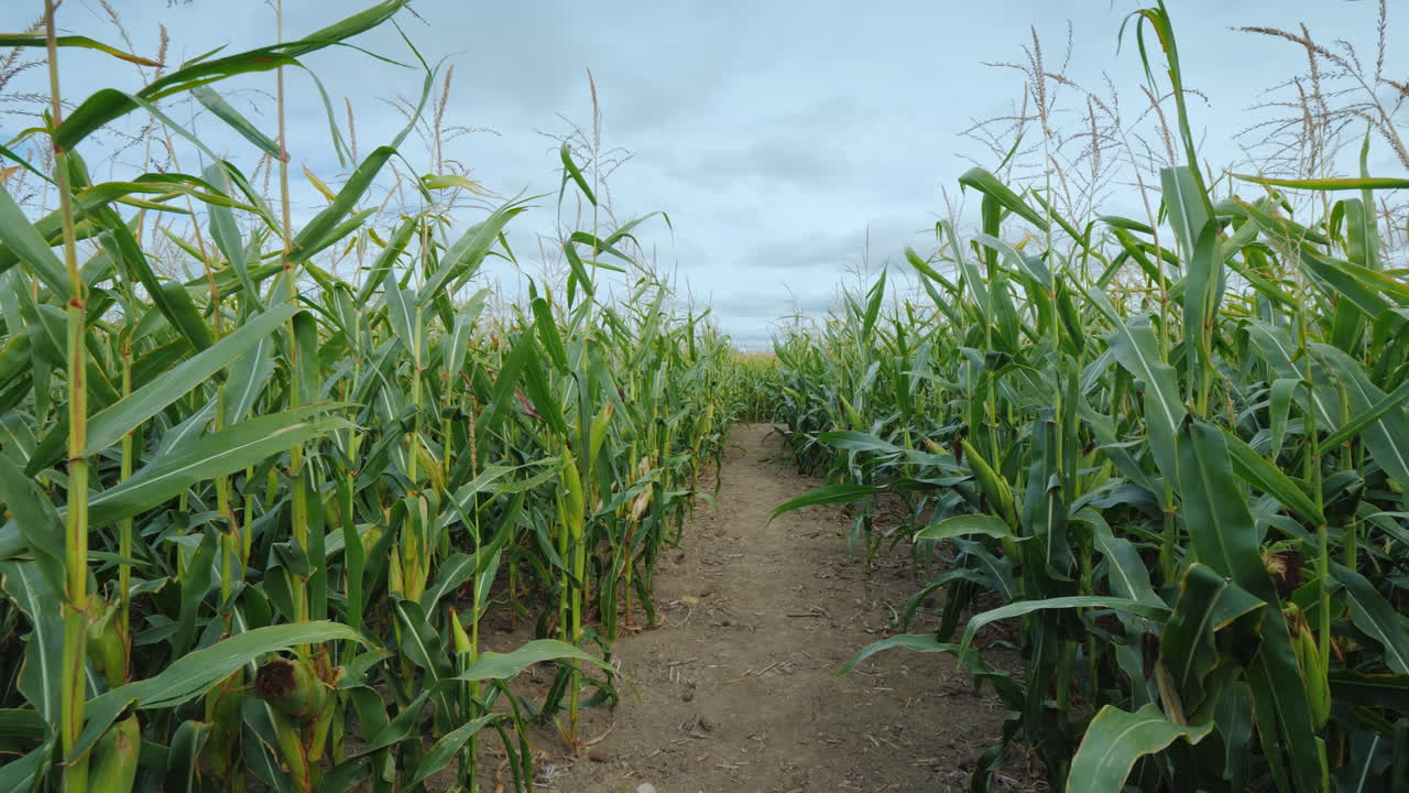diversión de otoño al estilo americano un laberinto de maíz hecho en un campo de granja