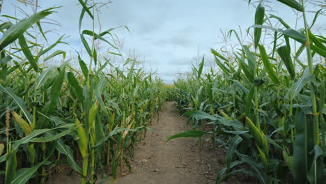 American-Style-Autumn-Fun-A-Corn-Maze-Made-On-A-Farm-Field