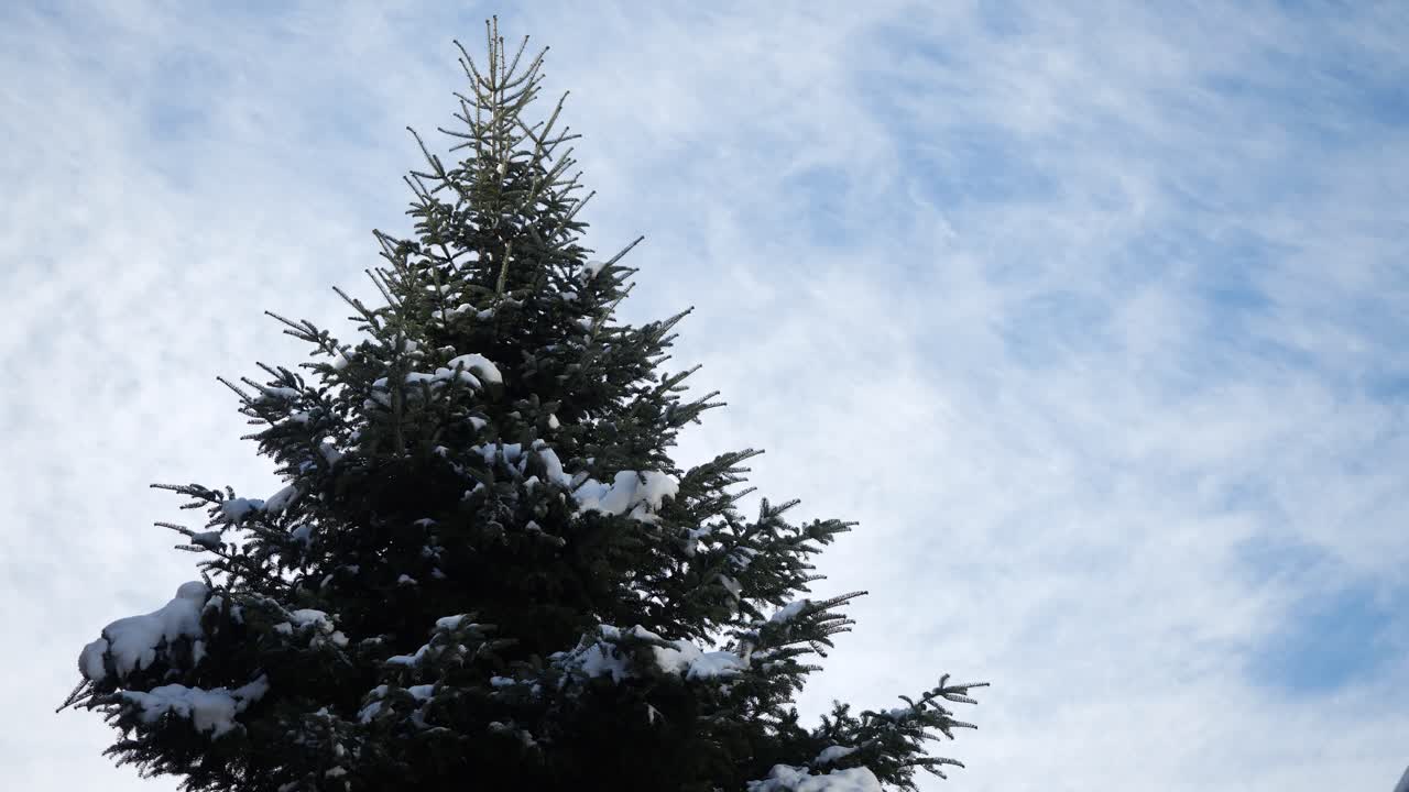 Melting Snow Falling From Pine Tree Against Cloudy Sky