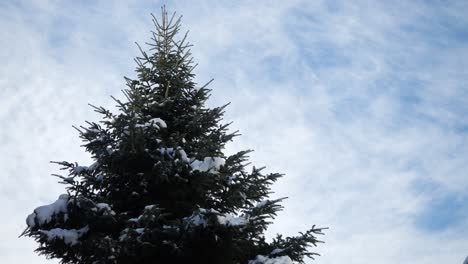 Melting-Snow-Falling-From-Pine-Tree-Against-Cloudy-Sky