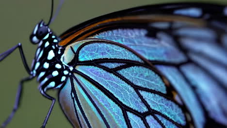 macro close-up of a colorful butterfly wing with intricate patterns