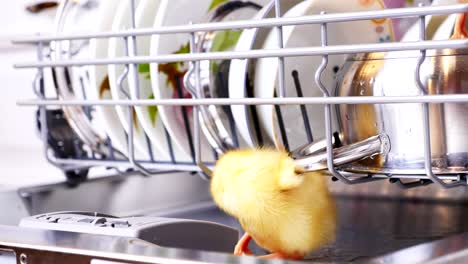 close-up, two little yellow ducklings sitting, walking in a dishwasher, sitting on plates, a pan, in a basket. in the background a lot of white, clean dishes