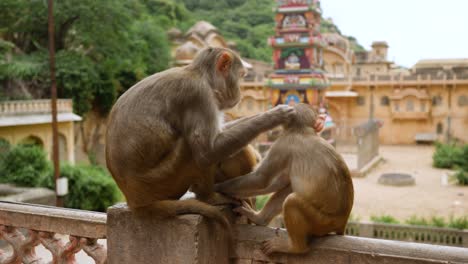 mother and son macaque monkeys in galtaji temple, near jaipur, india