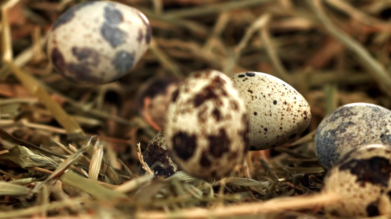 Quail Eggs Falling onto Hay in Slow Motion