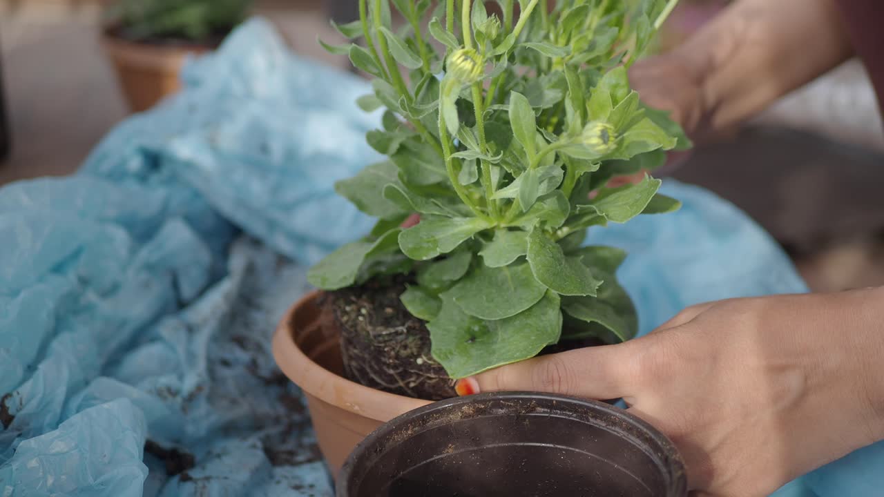 mujer plantando flores en ollas