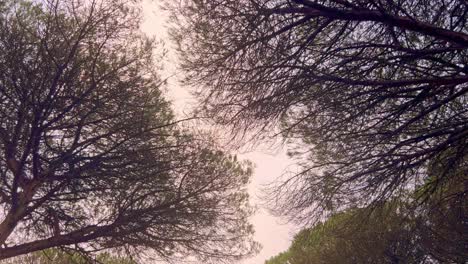 Moving along the low bush and trees vegetation with cloudy and moody weather, natural scenery concept