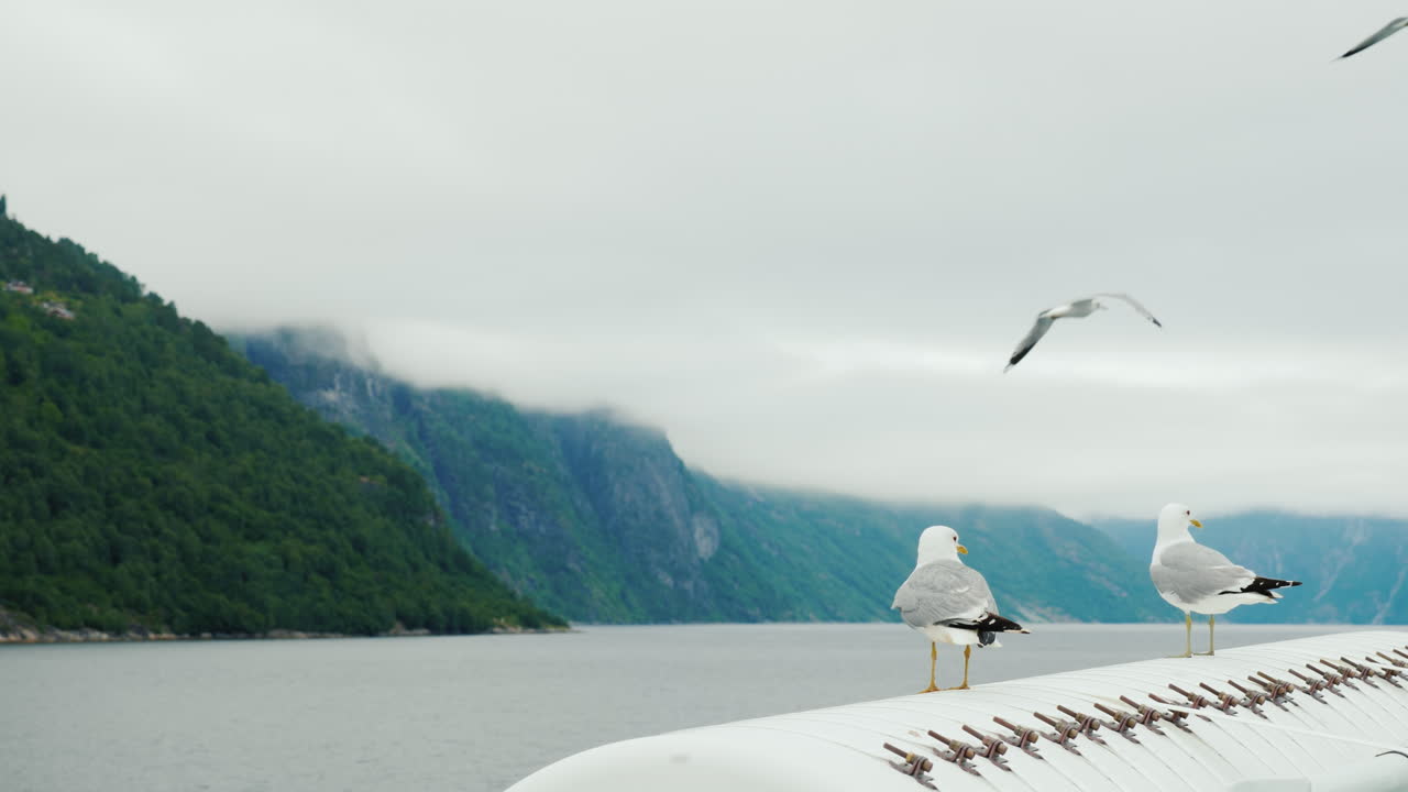 그림 같은 노르웨이 f의 배경에 대해 여러 갈매기가 배에 앉아 있습니다.