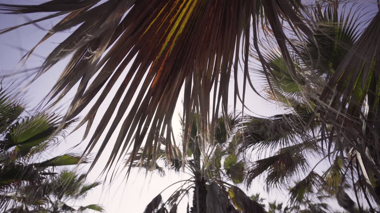 Tropical Palm Trees Under The Bright Sunny Summer Day In Greece.- low angle shot