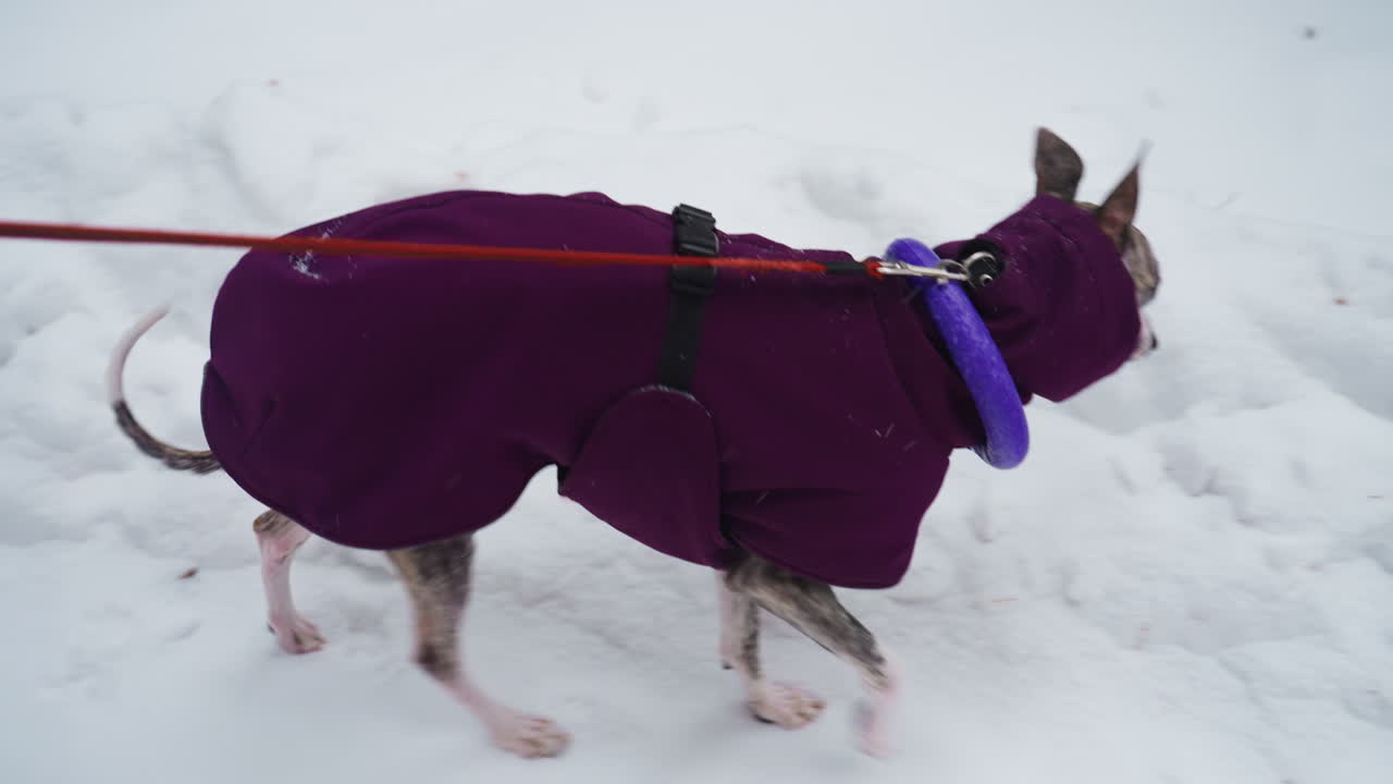 Dog in purple coat with blue collar walking on snowy ground pulled by red leash, captured in mid-stride, focused expression, brisk winter walk during cold weather with visible snow and paw movement
