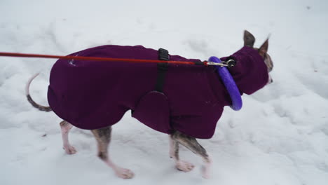 dog in purple coat with blue collar walking on snowy ground pulled by red leash, captured in mid-stride, focused expression, brisk winter walk during cold weather with visible snow and paw movement