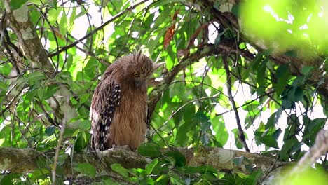 the buffy fish owl is a big owl and yet the smallest among the four fish owls