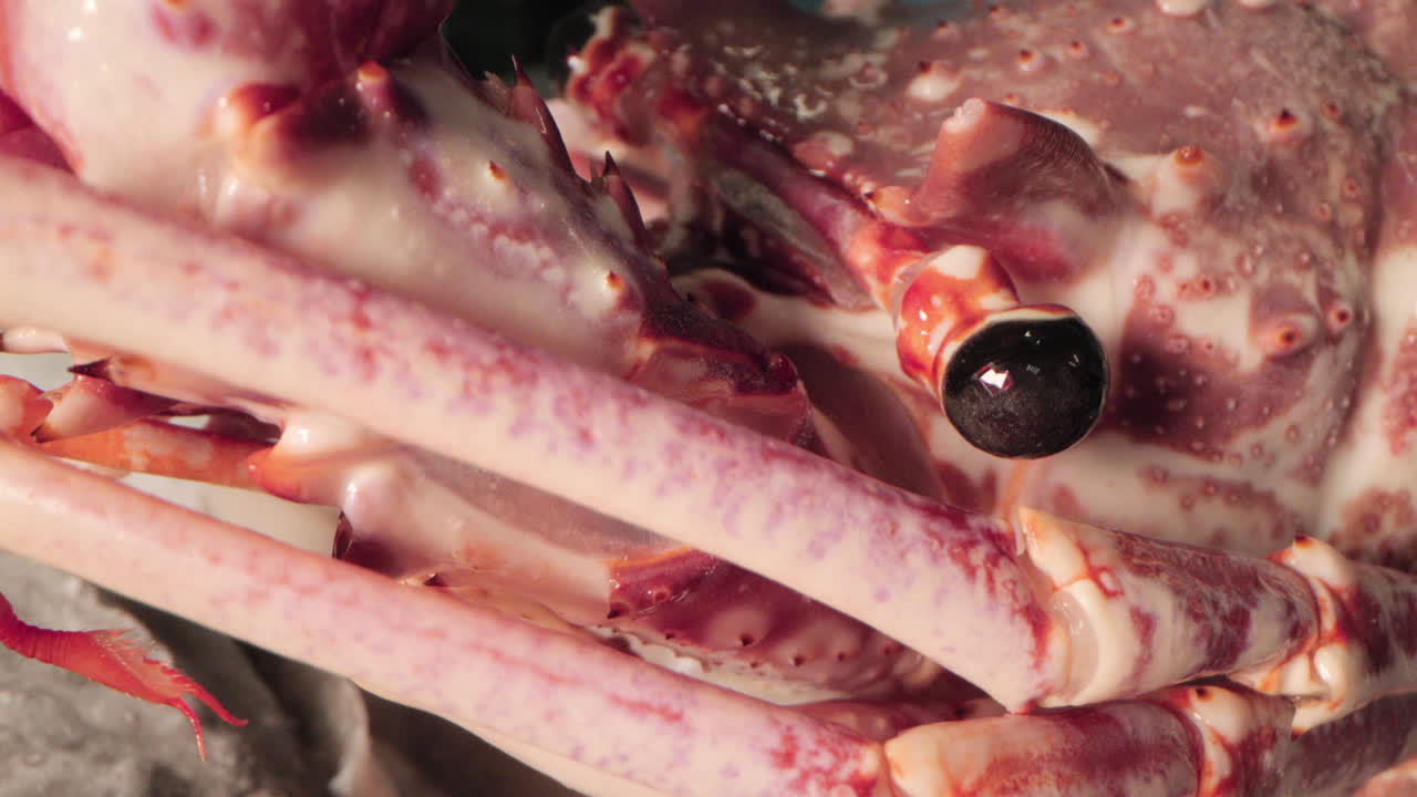 얼음 속에 얼어붙은 랍스터를 가까이에서 볼 수 있습니다.