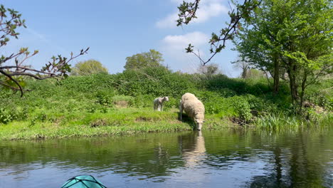 a wide moving shot of a sheep and her lambs drinking from the river, on a bright sunny day