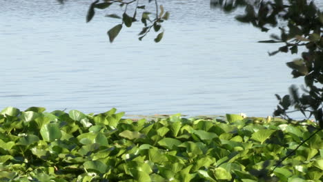 pond with floating leaves of water lilies and tree branches that moves with the wind