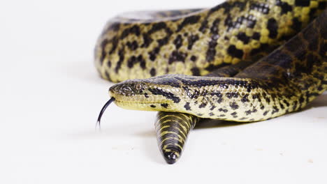 yellow anaconda coiled up on white background