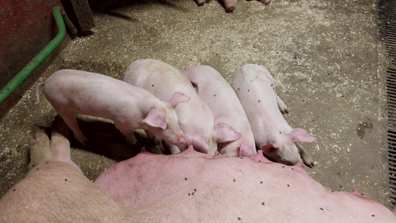 An overweight white sow suckling her piglets at dirty place