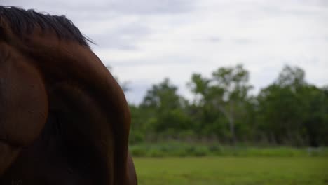 Close-up-of-horse-shaking-flies-and-mosquitoes-off