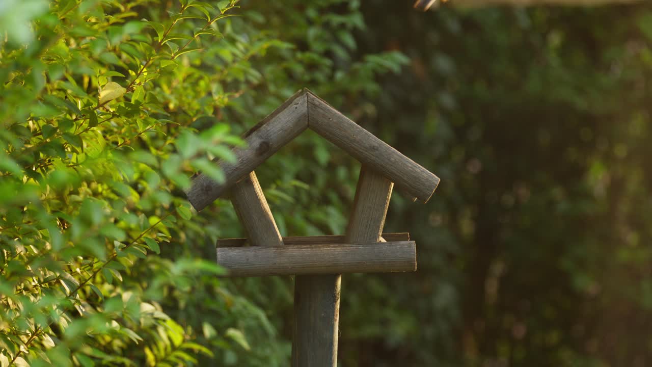 Cinematic Golden Hour Slow Motion Close Up of Small Sparrow Perched and Eating on a Bird Feeder