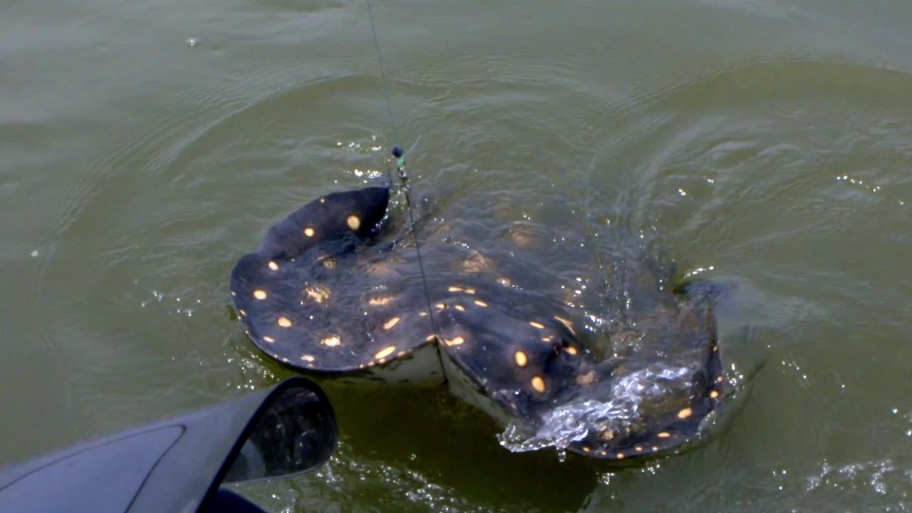 브라질에서 촬영되고 있는 아라야의 느린 동작 영상