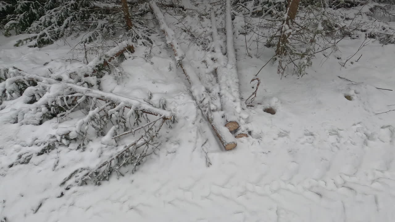 겨울에 숲에서 잘린 나무