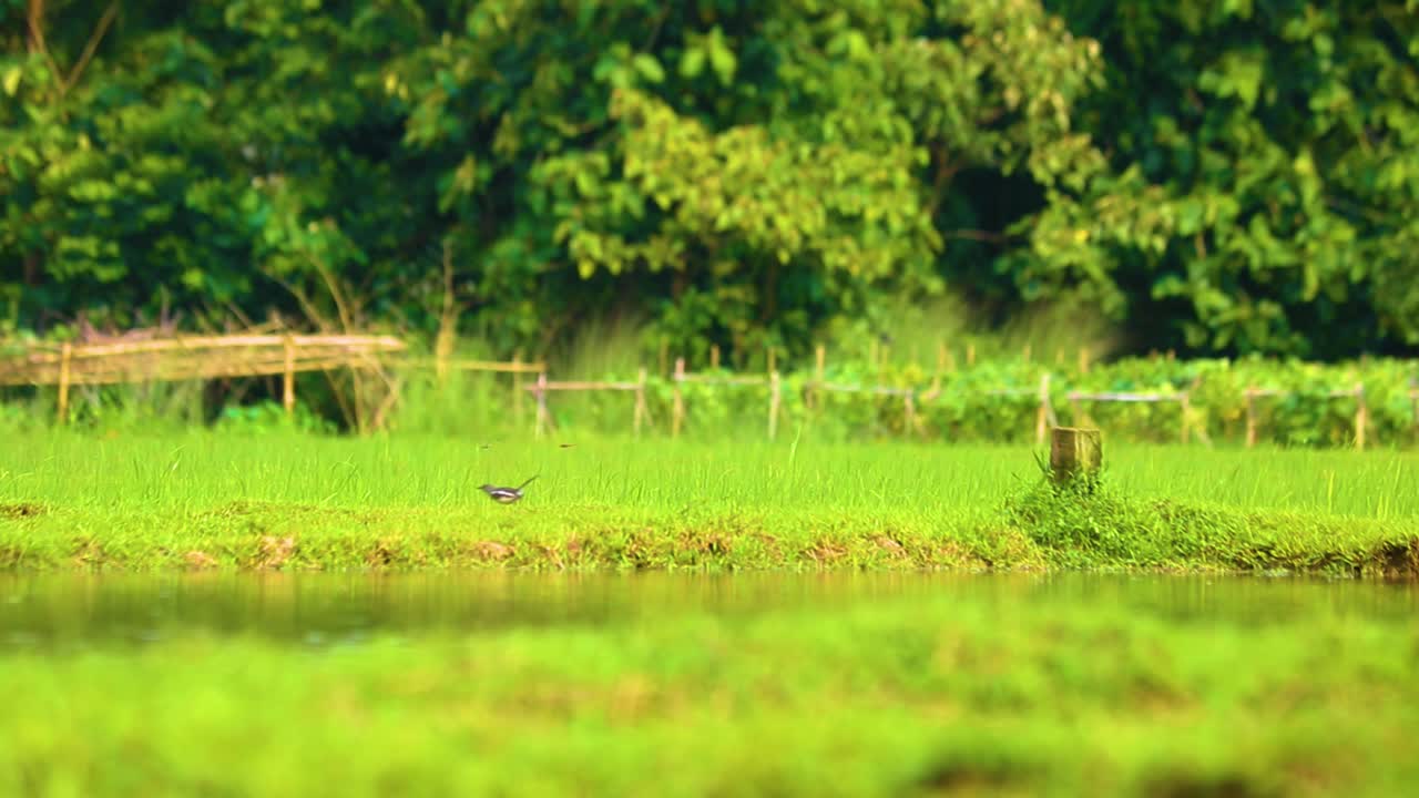 방글라데시 의 연못 근처 의 시골 녹색  ⁇  에서 동양 마그피 로빈 새
