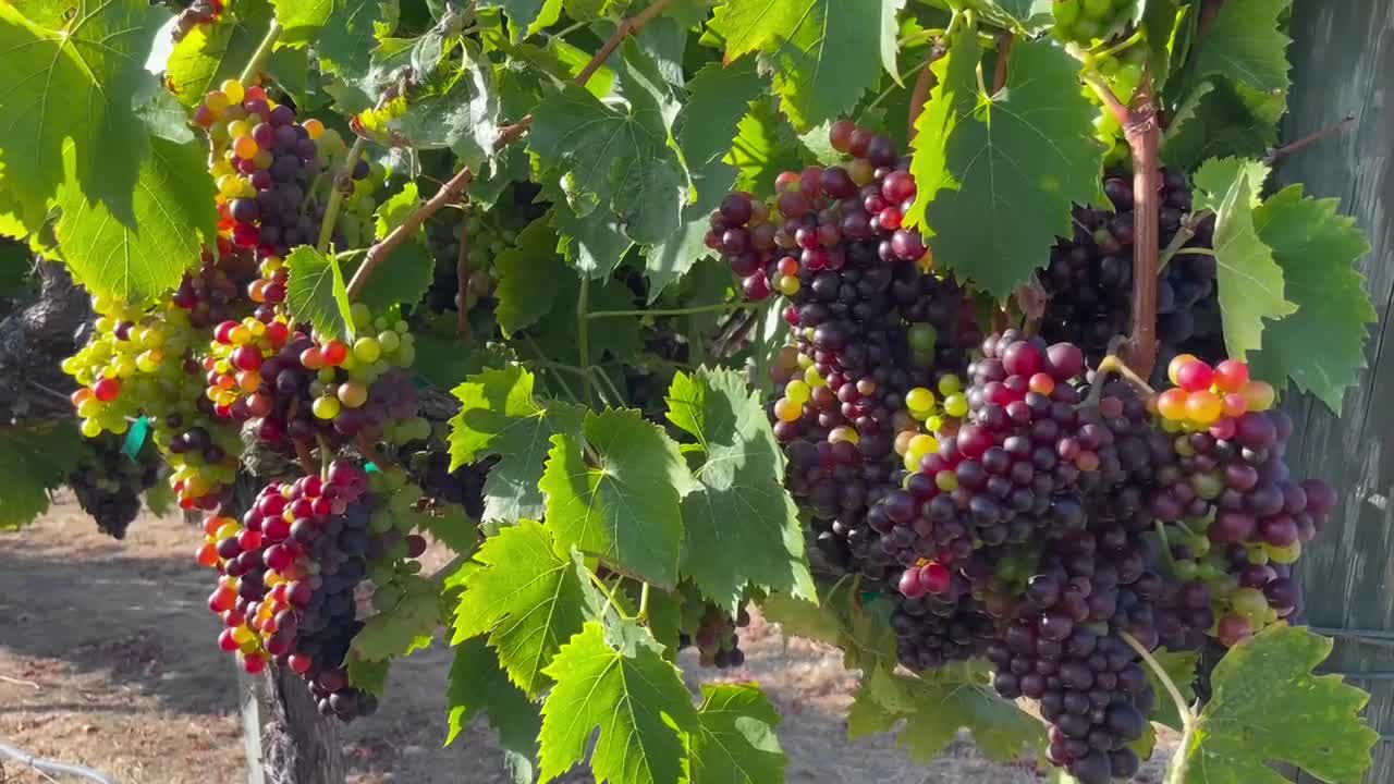 racimos de uvas de vino que maduran al sol en un viñedo de california