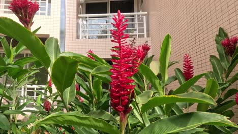 red flowers grow and sway in urban environment.