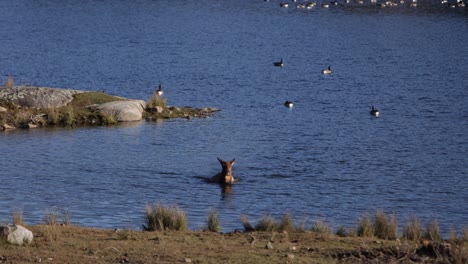 elk female swimming in lake slomo