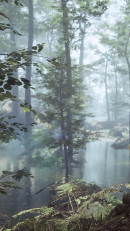 bosque brumoso con la suave luz del sol