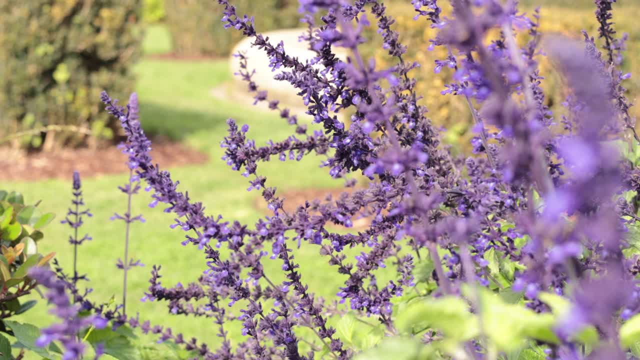 las flores de lavanda se balancean en un jardín