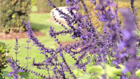 Lavender flowers swaying in a garden