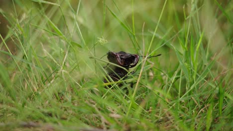 Head-of-Male-Stag-Beetle-Crawling-Slowly-Through-Green-Grass