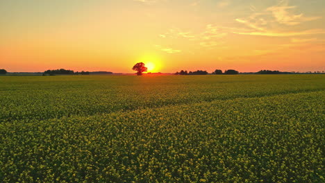 Aerial-view-of-yellow-flowers-field-at-a-beautiful-sunset-with-trees-in-the-background,-going-forward