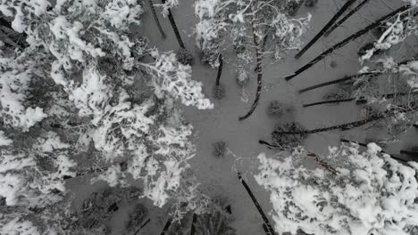 Antena:-Toma-Superior-De-Volar-Sobre-Un-Bosque-De-Pinos-Con-Picos-Cubiertos-De-Nieve