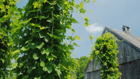 A-Brewery-With-Its-Own-Hops-Farm-Hop-Plants-Wind-Around-Pillars